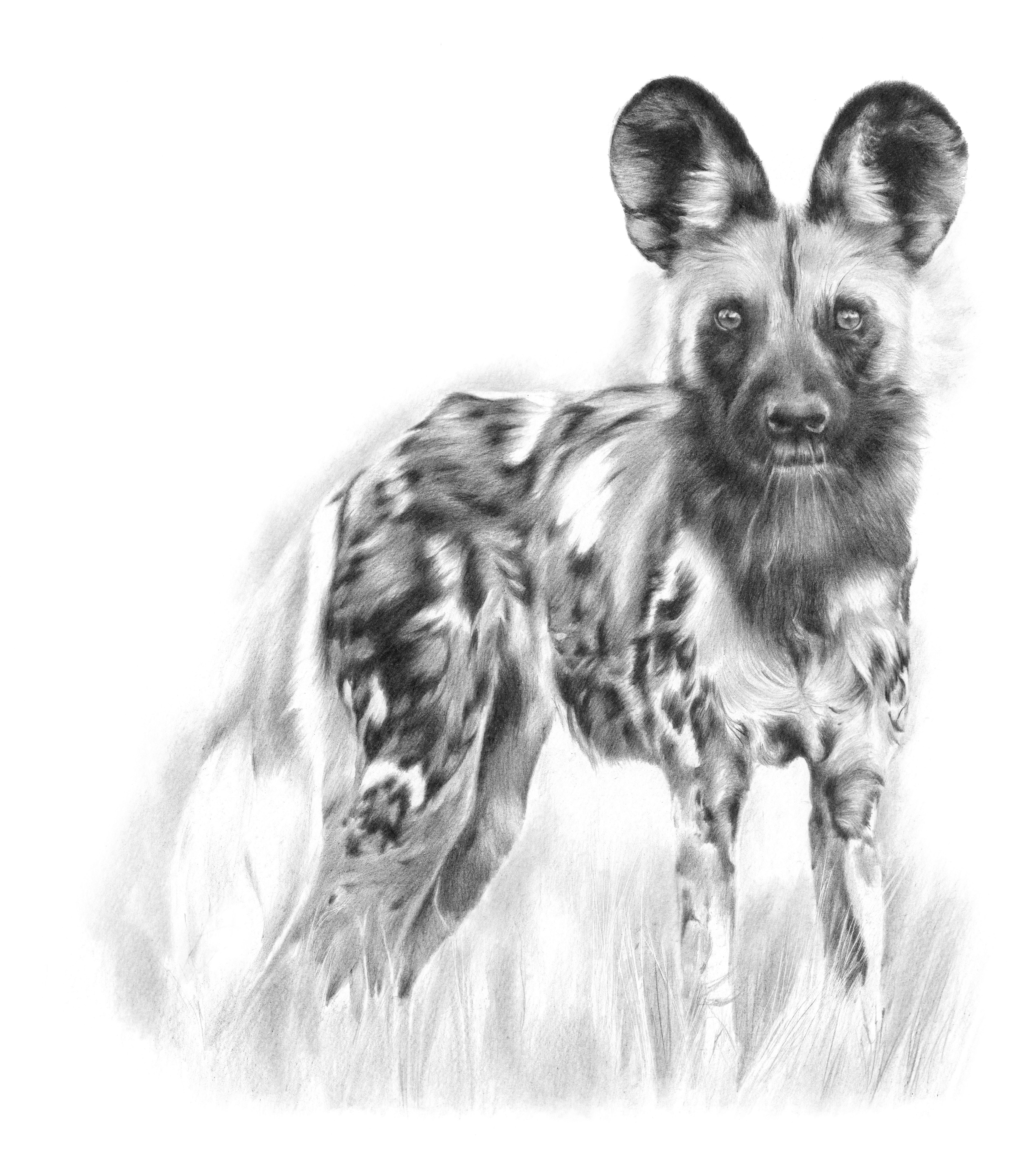 Karyn Wiggill - Eyes of the wild